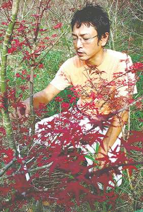 真夏の炎天下でカエデの葉の色を確かめる伊藤嘉啓さん＝幸田町深溝で