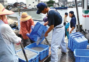 漁港は６日ぶりの出漁で活気づいたが、水揚げは例年より少なかった＝３１日午前、浜松市西区の舞阪漁港で