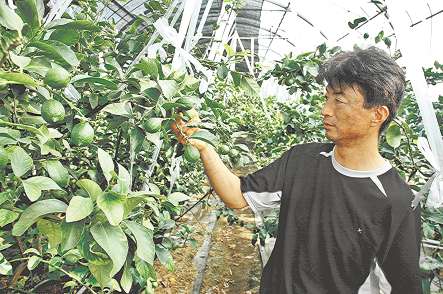 生育状態を調べるため実に触れる河合浩樹さん＝豊橋市中原町で