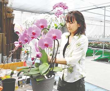 １鉢に３株を立てる「３本立ち」の仕立てをする従業員＝豊橋市東七根町の松浦園芸で