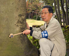 樹木の幹に空洞がないか調べる古谷信さん＝東京都足立区で