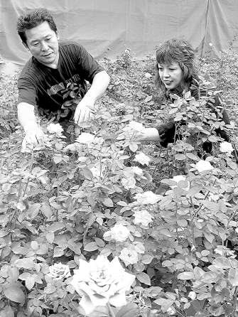 開ききった花がらを摘んでいく神谷逸志さん（左）と京子さん夫妻＝碧南市志貴崎町で