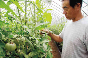 トマトの実や葉に付いたカビを落としていく村上喜作さん＝高山市丹生川町で