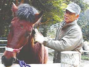 木曽馬にブラッシングする河井弘康さん＝幡豆町の「吉良の赤馬牧場」で