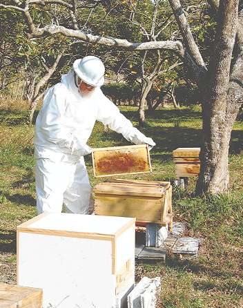 巣箱にこもるミツバチ群の手入れ＝田原市豊島町で