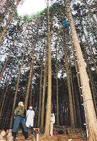 仕事の合間の林業体験で、木を登る参加者＝津市美杉町で