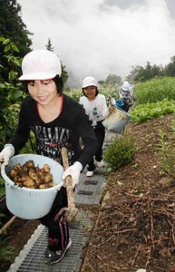 急斜面の畑で収穫した下栗いもを運ぶ浜井場小の５年生ら＝飯田市上村で