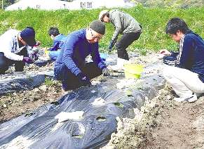 無農薬有機栽培を目指した綿花の種まき作業＝蒲郡市清田町で