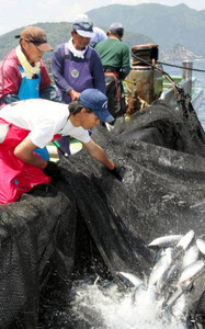 網で魚を追い詰める定置網漁＝尾鷲市の熊野灘で